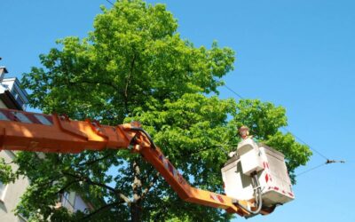 Pour rester branché, élaguez!